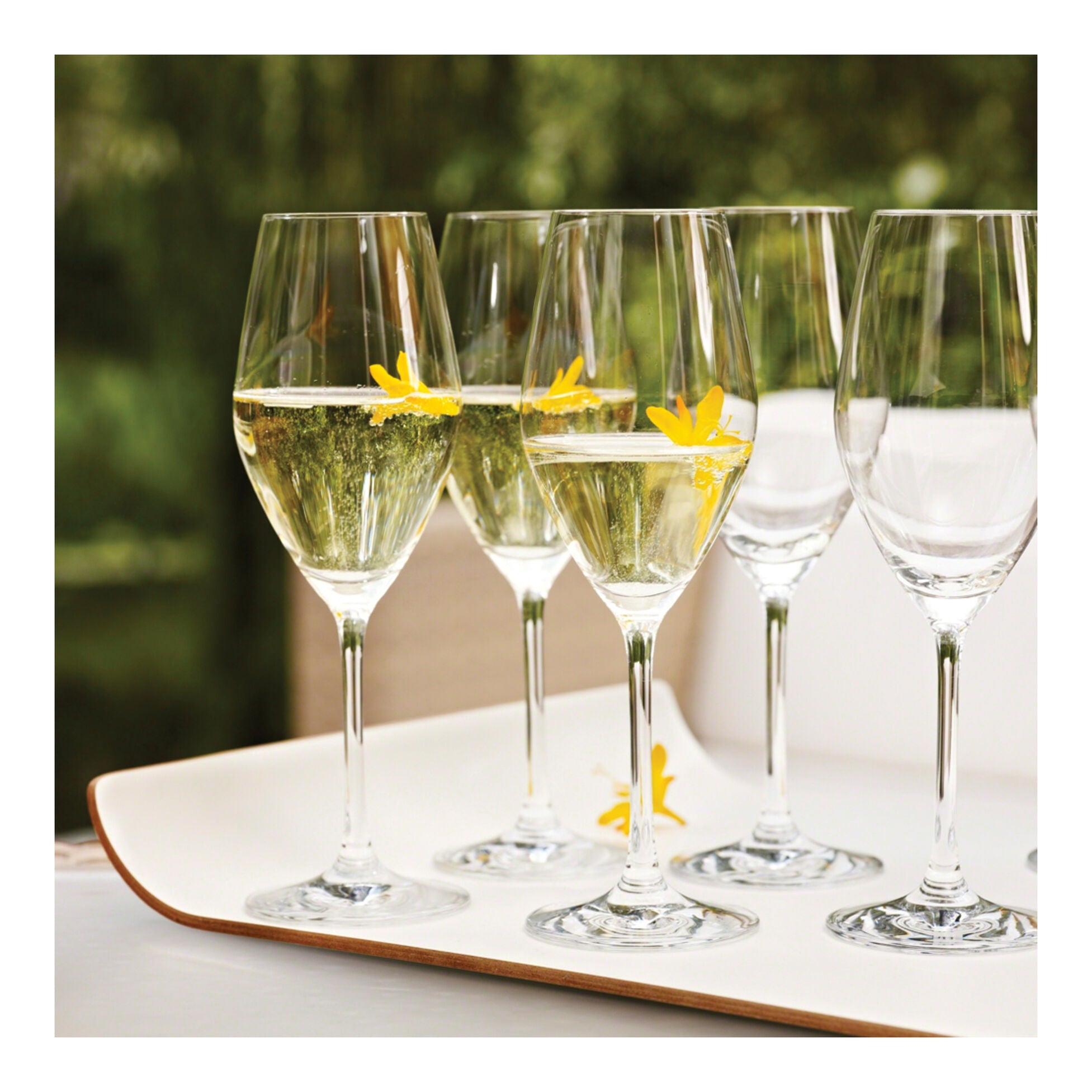 ZWILLING Predicat 6-pc Champagne Stem Glass Set, 8.9oz